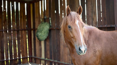 Hay Chix Free Up Feeder Hay Chix Free Up Feeder