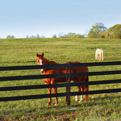 Centaur HTP 5" Rail Horse Fencing Centaur HTP 5" Rail Horse Fencing