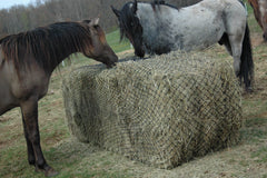Hay Chix Large Bale Net - 6 feet